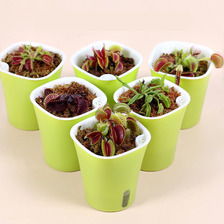 室內盆栽花卉圖鑒 精選品種與養護指南