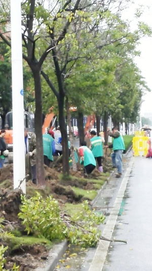 淮安快速路一期開工在即，沿線綠化樹“搬家”啟動園林施工