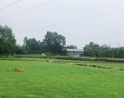 園林綠化施工中草坪的科學應用與實施要點